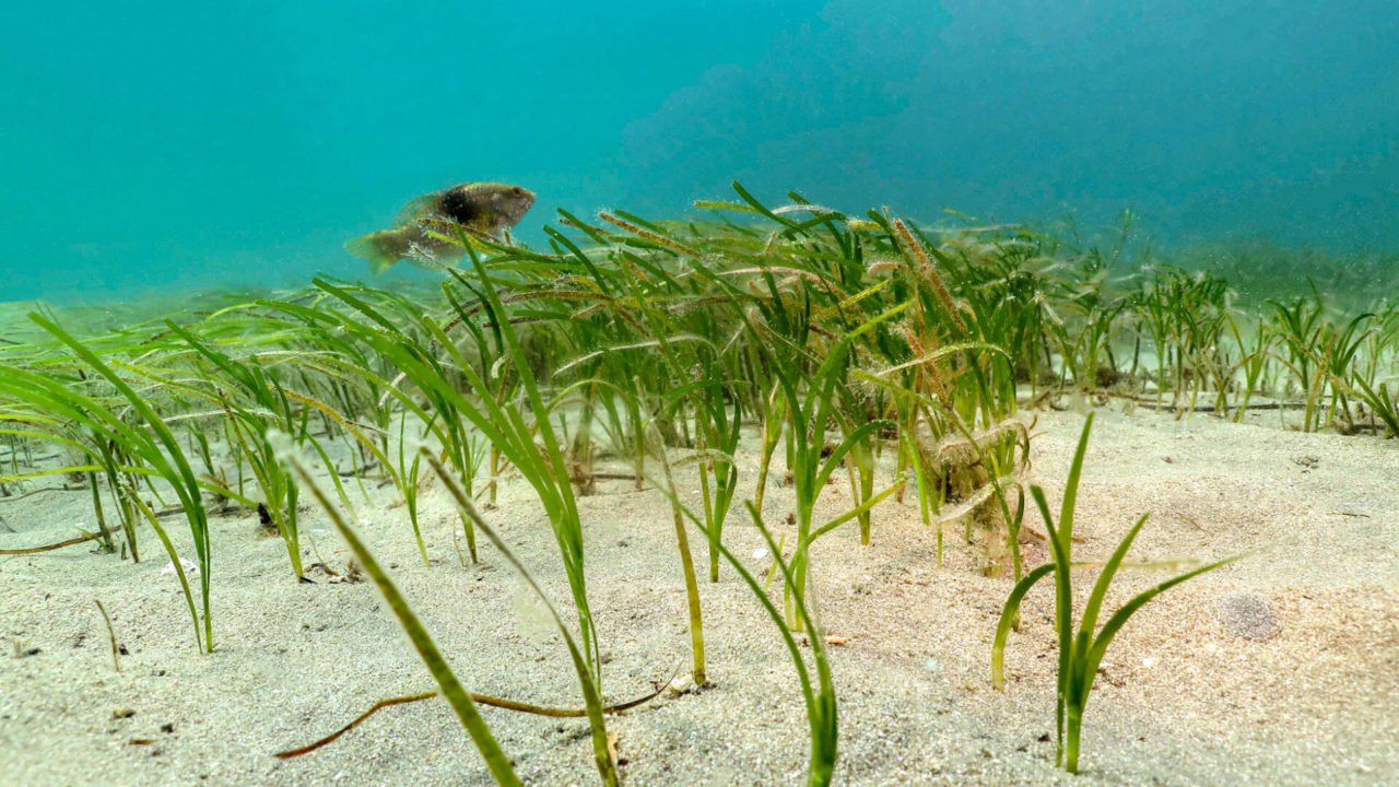 Wrasse swimming in Seagrass