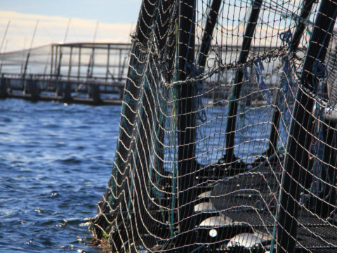 Industry environmental regulation and monitoring