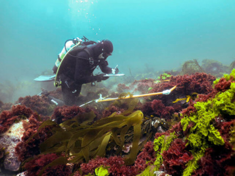 Monitoring the health of our inshore and deep reefs