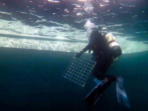 What we know about salmon farming impacts