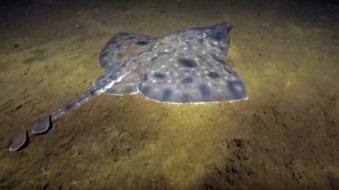 Maugean skate