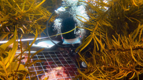 Camille inspecting algae