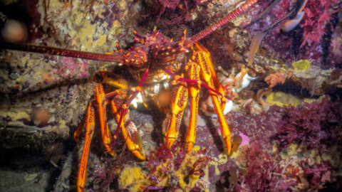 Cray Fish