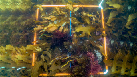 Crayfish Point