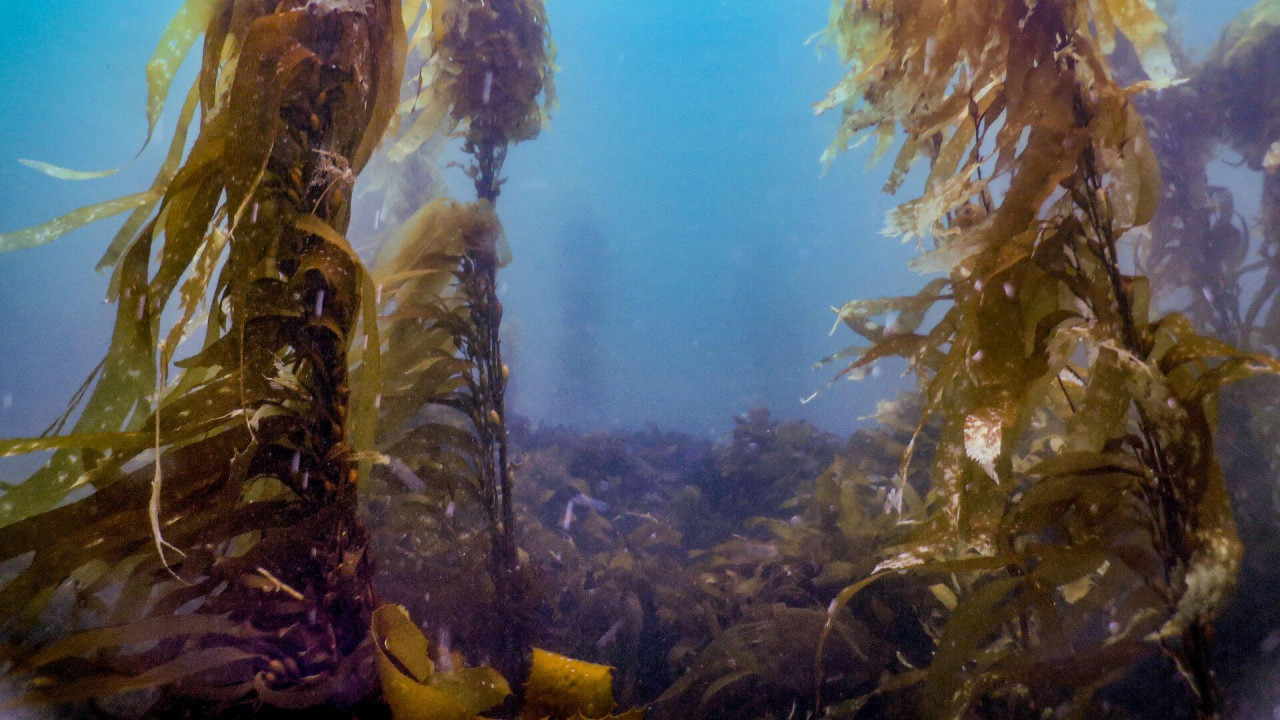 Rocky Reef